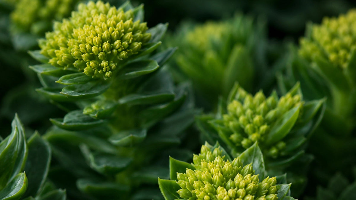 Rhodiola Rosea