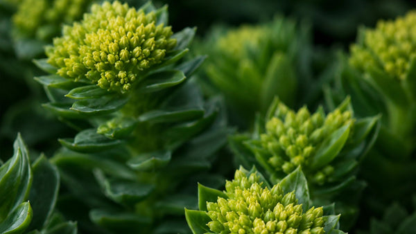Rhodiola Rosea